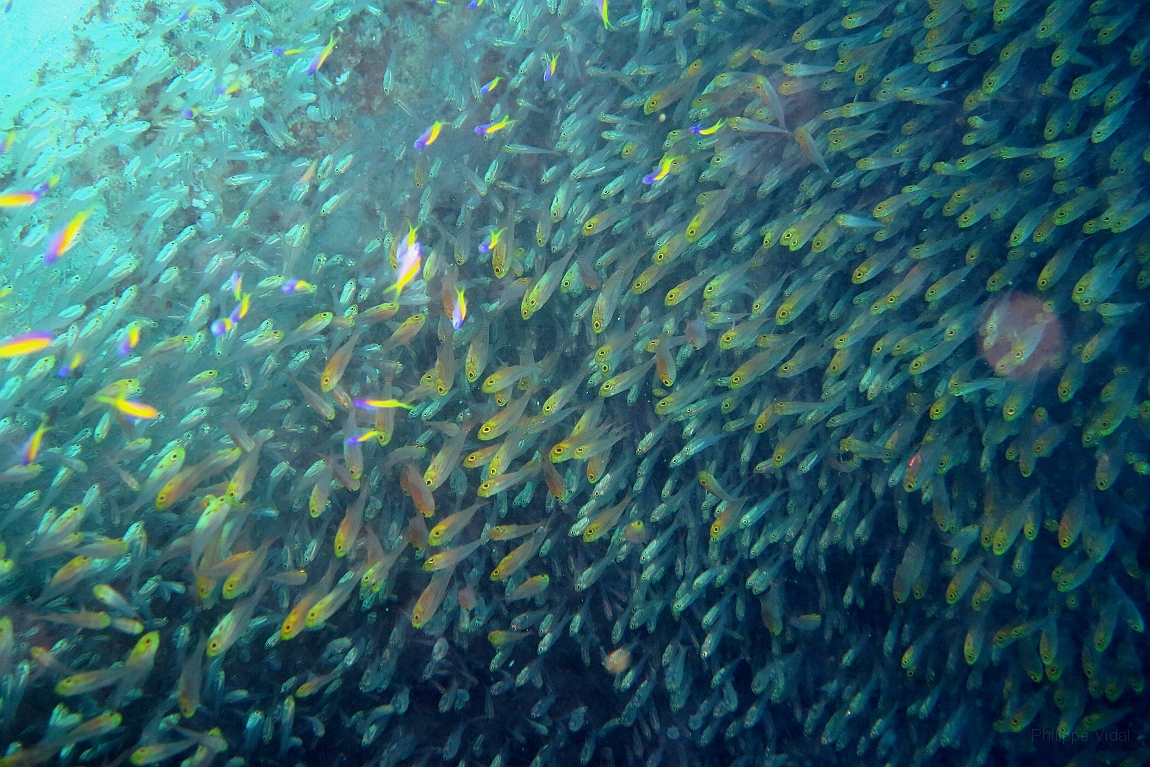 IMG_0217rf_Maldives_Madoogali_Plongee 1_House reef_Alvins glacy.jpg